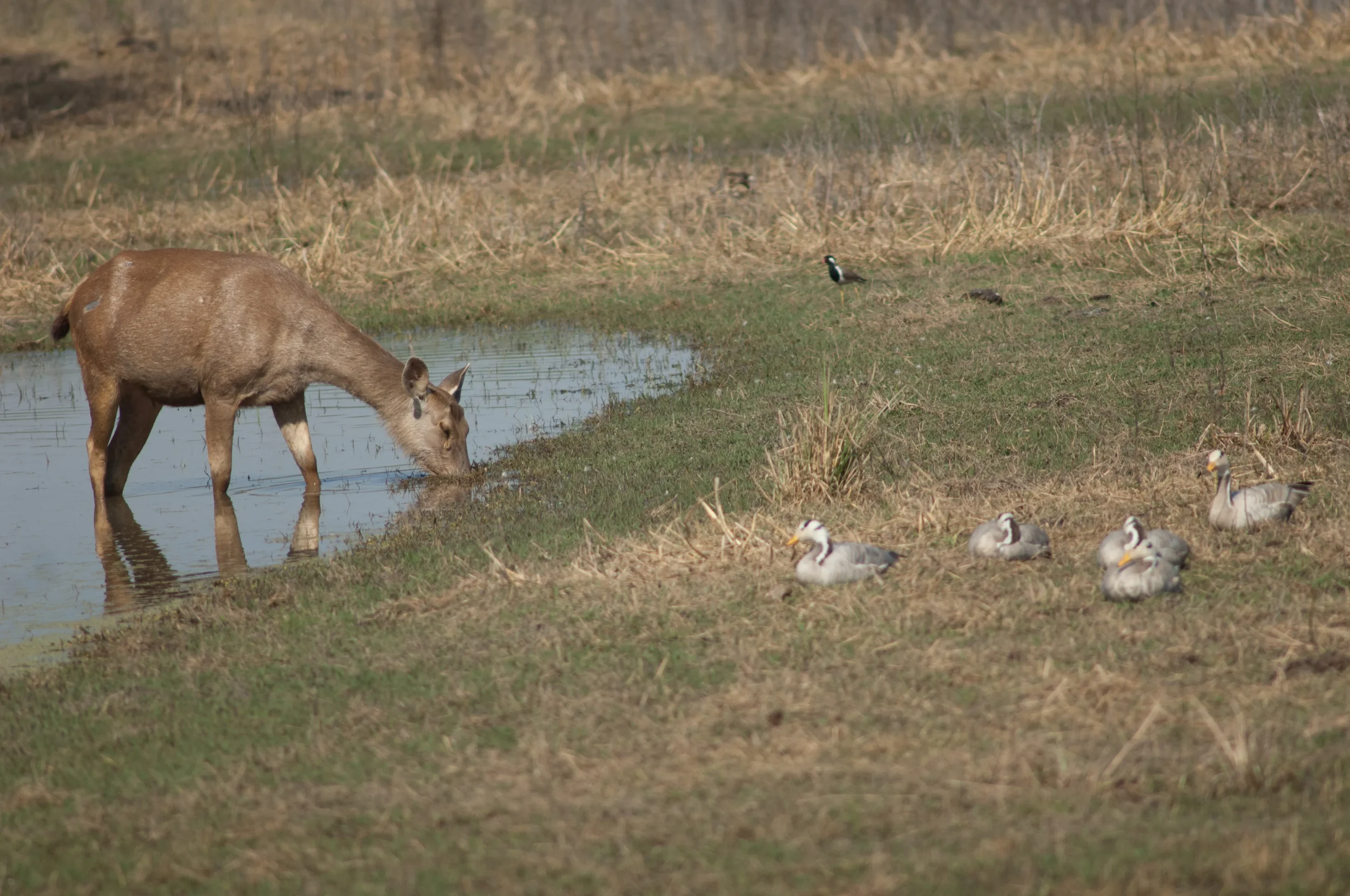 Binsar Wildlife Sanctuary