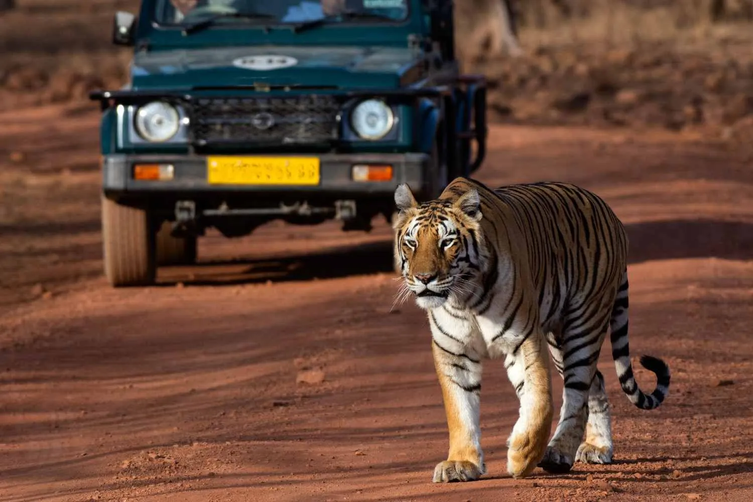 Wildlife Safari in India