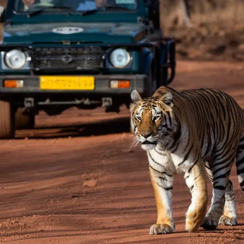 Wildlife Safari in India
